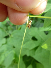 Goniglossum wiedemanni