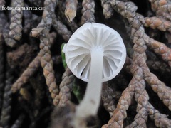 Phloeomana alba