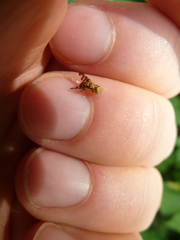 Goniglossum wiedemanni