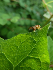 Goniglossum wiedemanni