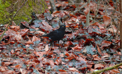 Turdus merula