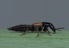 Philonthus spinipes