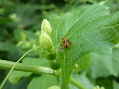 Goniglossum wiedemanni