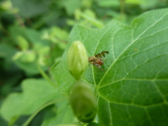 Goniglossum wiedemanni