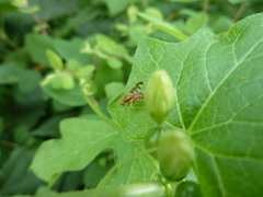 Goniglossum wiedemanni