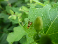 Goniglossum wiedemanni