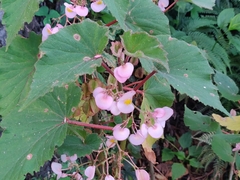Begonia malabarica