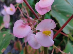 Begonia malabarica