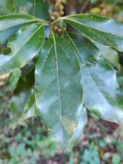 Neolitsea zeylanica