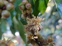 Neolitsea zeylanica