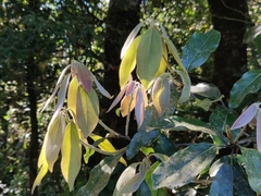 Neolitsea zeylanica
