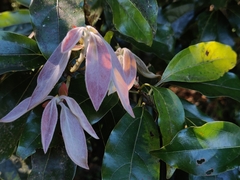 Neolitsea zeylanica