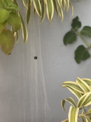 Gasteracantha cancriformis