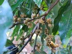 Neolitsea zeylanica