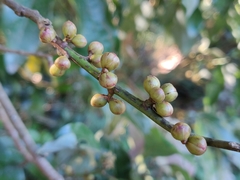 Neolitsea zeylanica