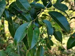 Syzygium densiflorum