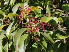 Syzygium densiflorum