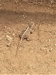 Agama armata