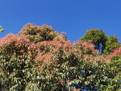 Syzygium densiflorum