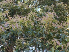 Syzygium densiflorum