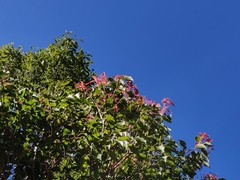 Syzygium densiflorum