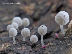 Mycena corynephora