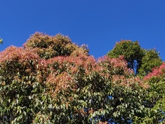 Syzygium densiflorum