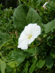 Calystegia sepium