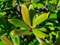 Ternstroemia gymnanthera