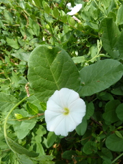 Calystegia sepium