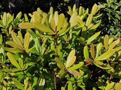 Ternstroemia gymnanthera