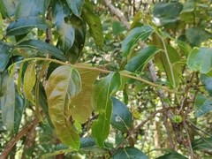 Glochidion hohenackeri