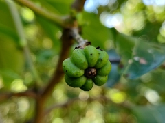 Glochidion hohenackeri