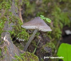 Mycena polygramma