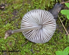 Mycena polygramma