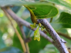 Glochidion hohenackeri