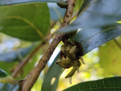 Glochidion hohenackeri