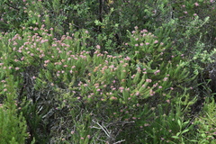 Erica psittacina