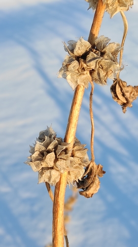 Cluster mallow (Malva verticillata)