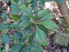 Ardisia rhomboidea