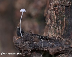 Mycena quercus-ilicis
