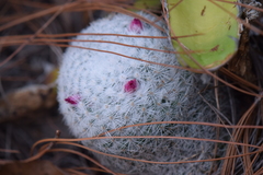 Mammillaria albilanata