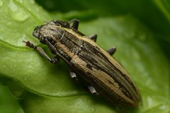 Bumetopia stolata