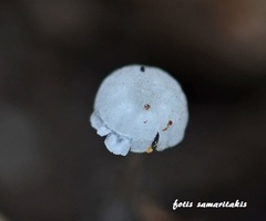 Mycena quercus-ilicis