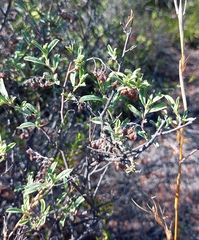 Hermannia holosericea
