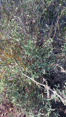 Hermannia holosericea