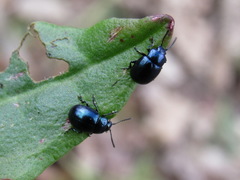 Gastrophysa janthina