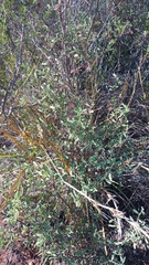 Hermannia holosericea