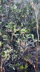Hermannia holosericea