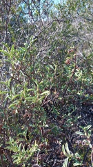 Hermannia holosericea